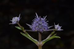 Eryngium pinnatifidum