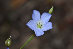 Linum marginale