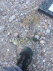 Hedosyne ambrosiifolia