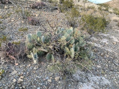 Opuntia arizonica