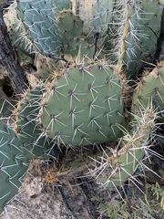 Opuntia arizonica