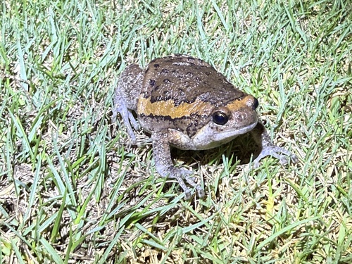 Asian Painted Frog