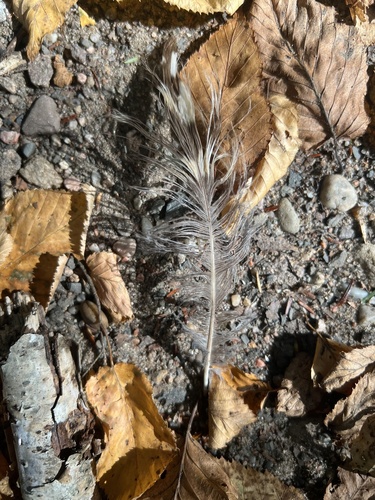 View observation of {o.common_name} on iNaturalist