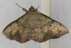 Anticarsia irrorata