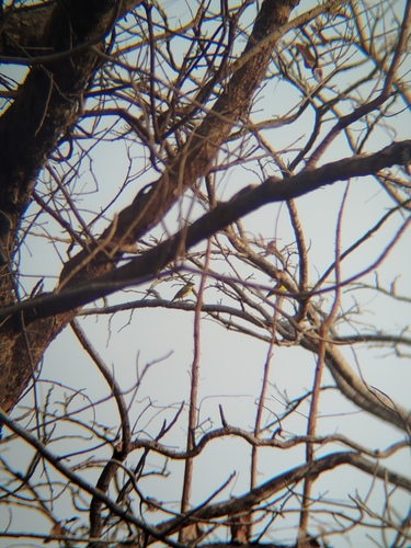 Yellow-fronted Canary