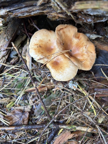 Fuchsiger Röteltrichterling