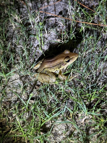 Guenther's Frog