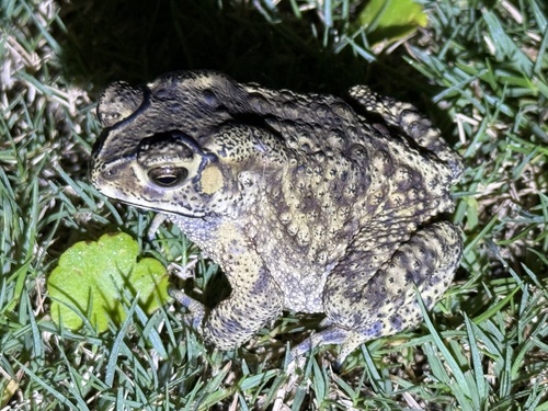 Asian Common Toad
