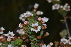 Ericomyrtus serpyllifolia