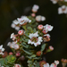 Ericomyrtus serpyllifolia - Photo (c) Tim Hammer,  זכויות יוצרים חלקיות (CC BY), הועלה על ידי Tim Hammer