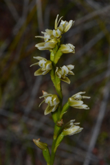 Prasophyllum ovale