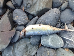 Scomber australasicus