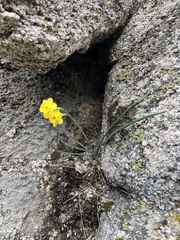 Narcissus rupicola, photograph (c) Daniel Castanhal García, some rights reserved (CC BY)