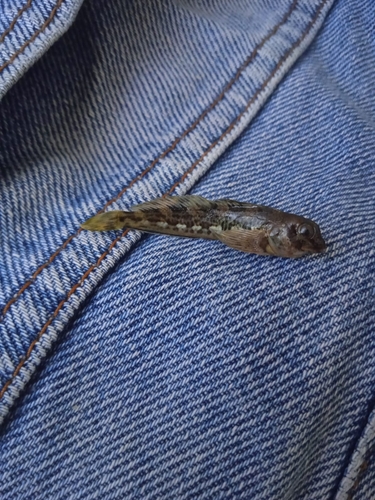 Lipophrys pholis