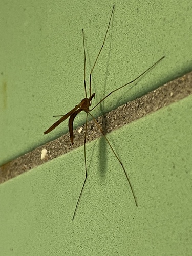 Unknown species found near Ward Pound Ridge Reservation, Pound Ridge, NY, US