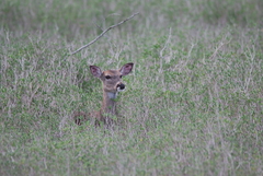 Odocoileus virginianus texanus