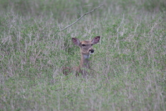 Odocoileus virginianus texanus