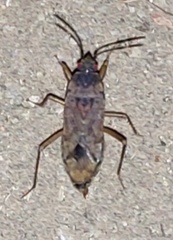 Elasmolomus squalidus