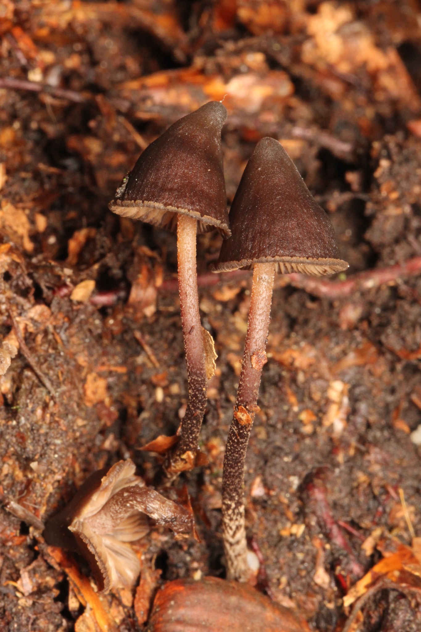 Psilocybe banderillensis image
