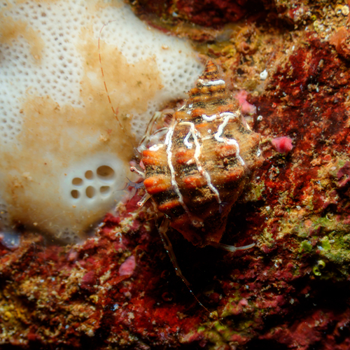 Pylopaguridium markhami