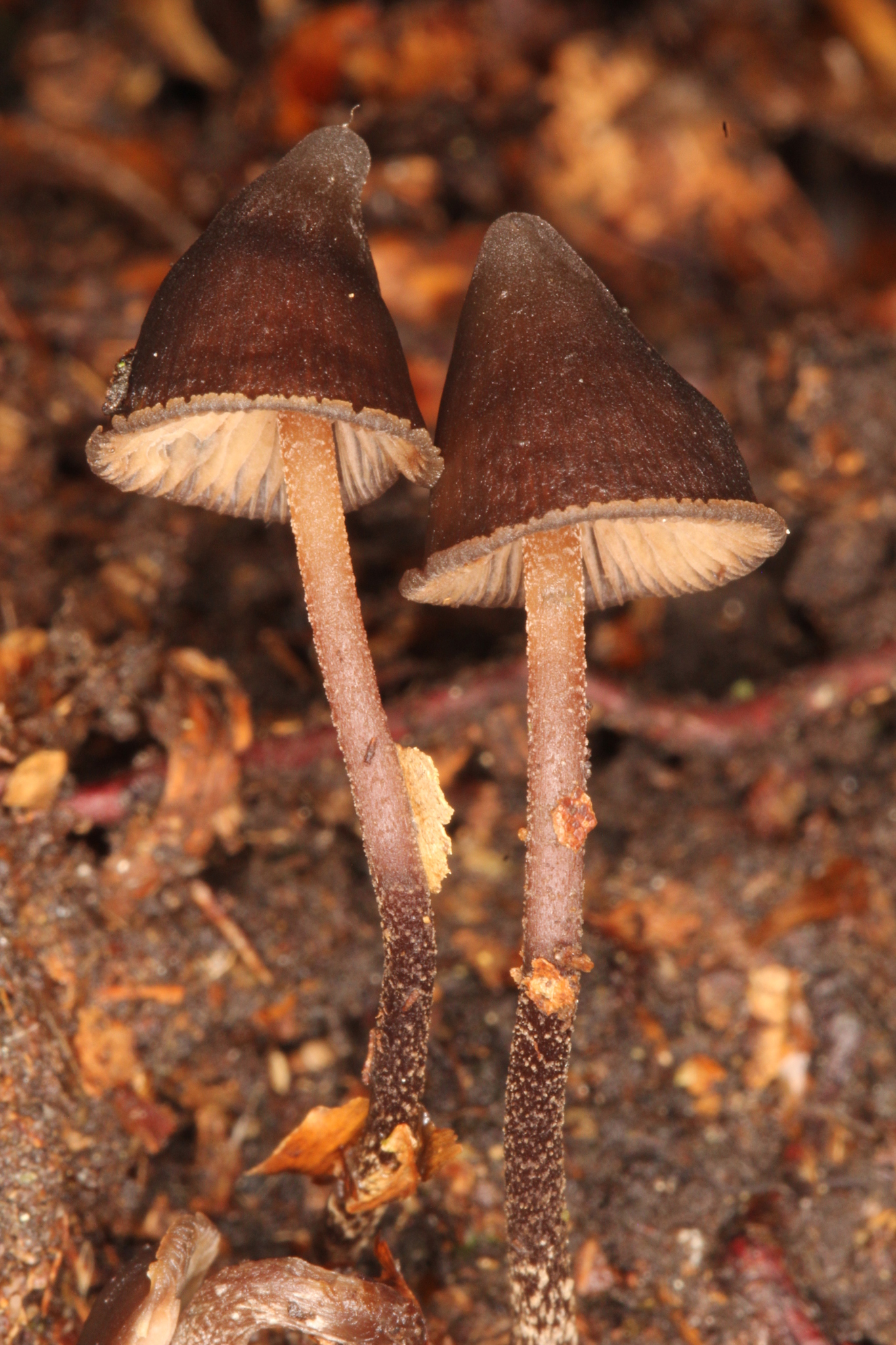 Psilocybe banderillensis image