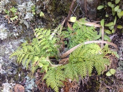 Asplenium haurakiense