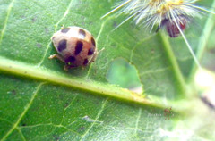 Epilachna crassimala