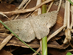 Taxeotis intermixtaria