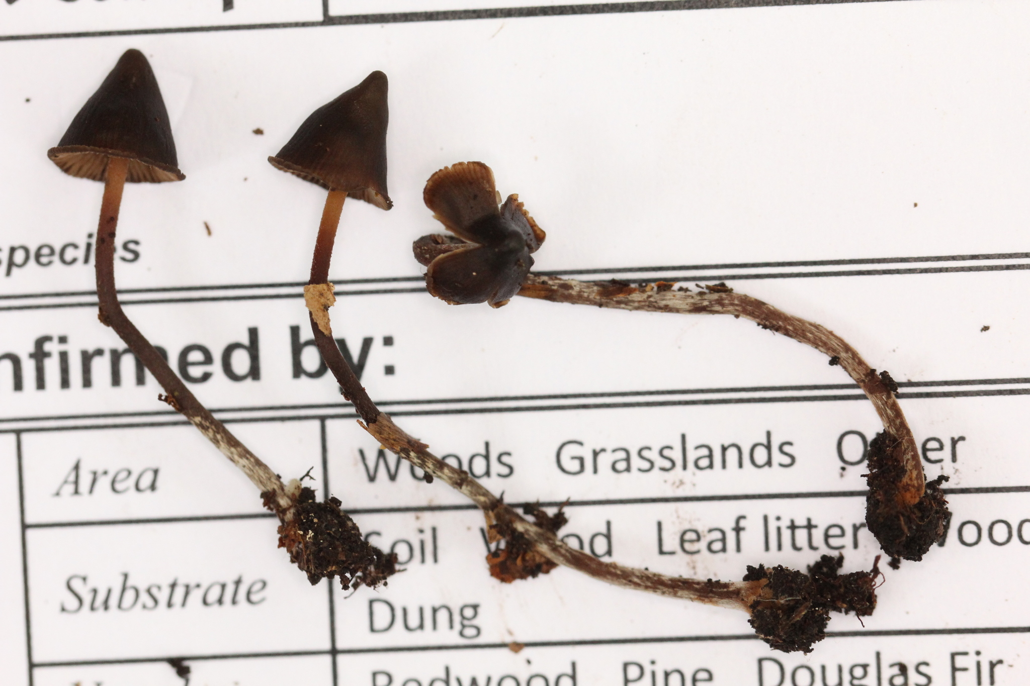 Psilocybe banderillensis image