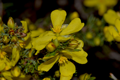 Hibbertia hibbertioides hibbertioides