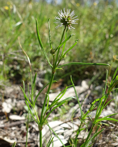 dog weed (Opercularia vaginata)