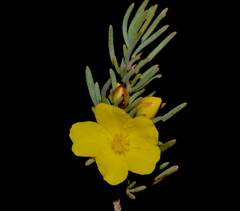 Hibbertia hemignosta