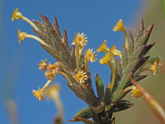 Struthiola tomentosa