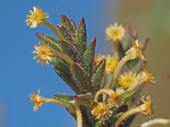 Struthiola tomentosa