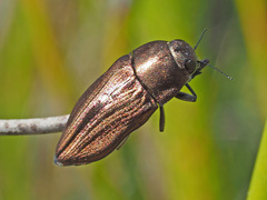 Aristosoma suturalis