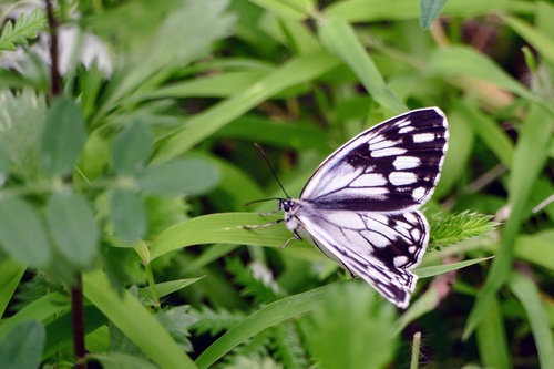 Melanargia halimede