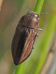 Aristosoma suturalis