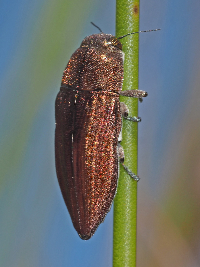 Aristosoma suturale