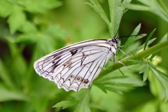 Melanargia halimede