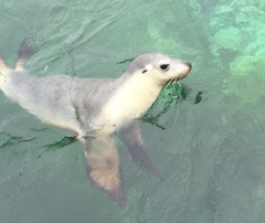 Australian Sea Lion photo 5