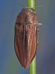 Aristosoma suturalis