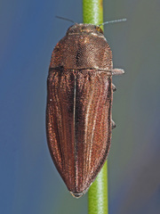 Aristosoma suturalis