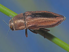 Aristosoma suturalis