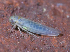Balclutha abdominalis