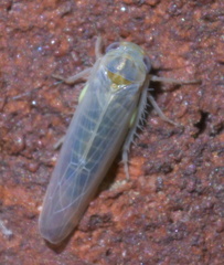 Balclutha abdominalis