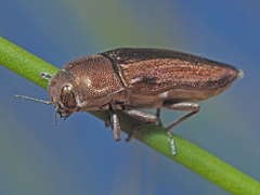 Aristosoma suturalis