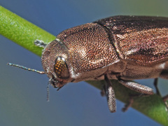 Aristosoma suturalis