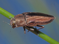 Aristosoma suturalis