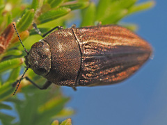 Aristosoma suturalis