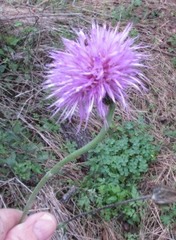Cirsium texanum